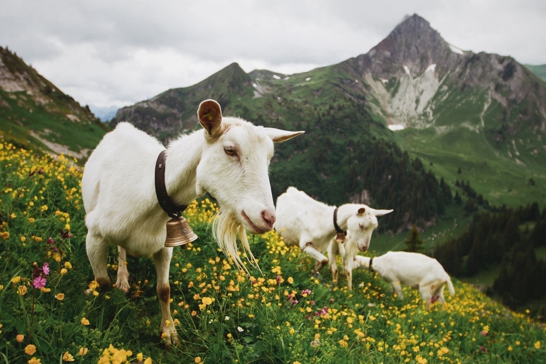 A white goat with a bell around its neck stands in the foreground of a vibrant mountain meadow filled with yellow wildflowers. In the background, another goat and green rolling hills under a cloudy sky are visible. The scene captures the tranquil beauty of alpine nature and wildlife.